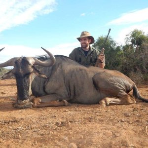 Blue Wildebeest Hunting