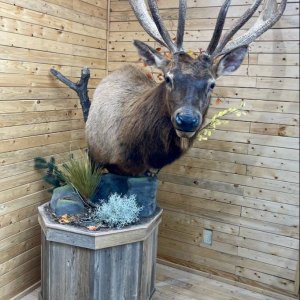 Elk Pedestal Mount Taxidermy