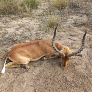 Impala Hunt South Africa