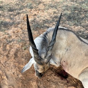 Eland Hunt South Africa