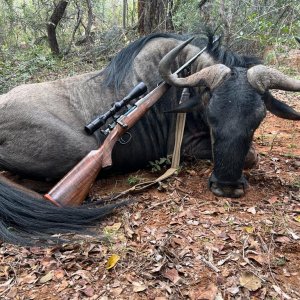 Blue Wildebeest Hunt Limpopo South Africa