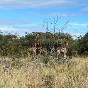 Giraffe Limpopo South Africa