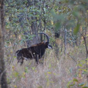 Sable Takeri Reserve Zambia