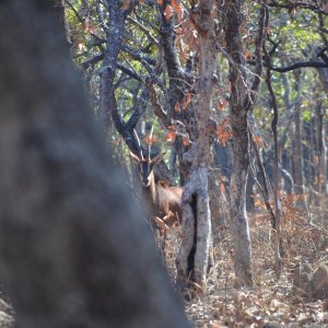 Sable Takeri Reserve Zambia