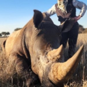 Rhino Dart Hunt South Africa