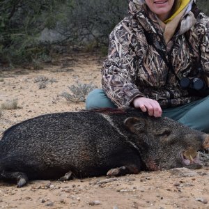 Javelina Hunt Texas