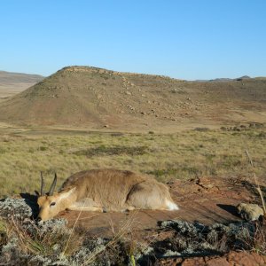 Mountain Reedbuck Hunt Eastern Cape South Africa