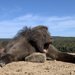 Baboon Hunt Eastern Cape South Africa
