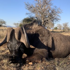 Black Wildebeest Hunt Eastern Cape South Africa