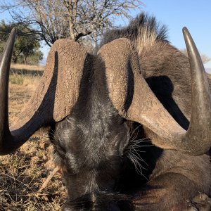 Black Wildebeest Hunt Eastern Cape South Africa