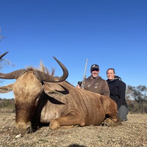 Golden Wildebeest Hunting South Africa