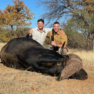 Buffalo Hunting Zimbabwe