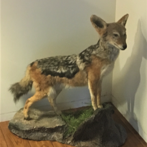 Jackal Full Mount Taxidermy