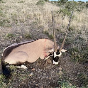 Gemsbok Hunting South Africa