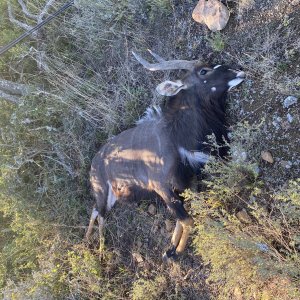 Nyala Hunting South Africa