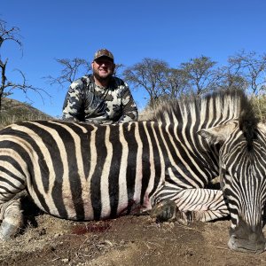 Zebra Stallion Hunting South Africa