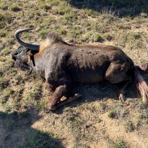 Black Wildebeest Hunting South Africa