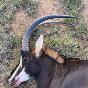 Sable Hunting South Africa