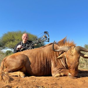 Golden Wildebeest