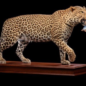 Leopard Full Mount Taxidermy