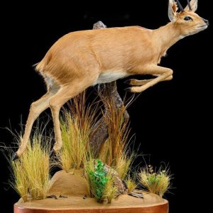 Steenbok Full Mount Taxidermy