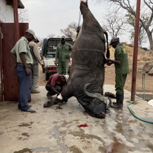 Skinning Buffalo Zimbabwe