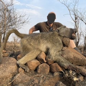 Baboon Hunting Zimbabwe