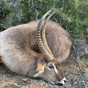 Waterbuck Hunt South Africa