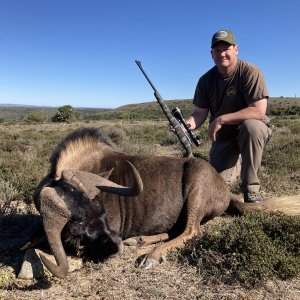 Black Wildebeest Hunt South Africa