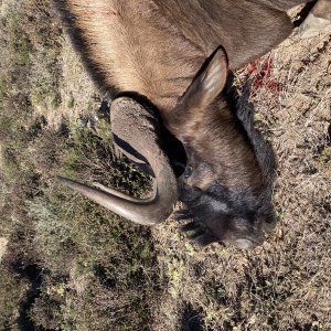 Black Wildebeest Hunt South Africa