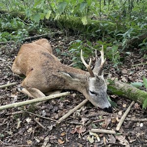 Roe Deer Hunt England