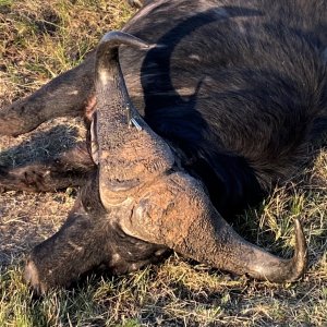 Buffalo Hunting South Africa