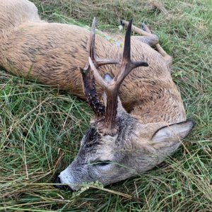 Roe Deer Hunting Poland