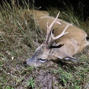 Roe Deer Hunting Poland