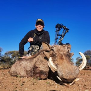 Bowhunting Warthog