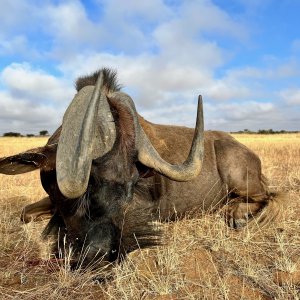 Black Wildebeest with Zana Botes Safari