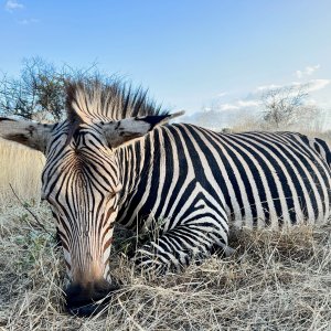 Hartmann Zebra with Zana Botes Safari