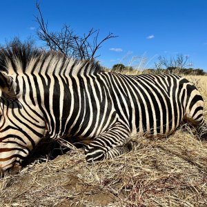 Hartmann Zebra with Zana Botes Safari