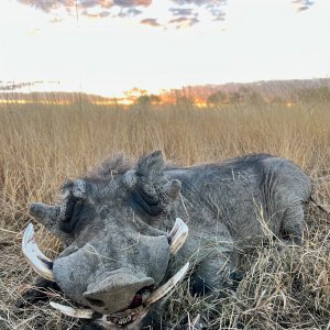 Warthog with Zana Botes Safari