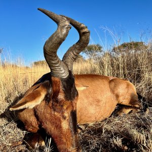 Red Hartebeest with Zana Botes Safari