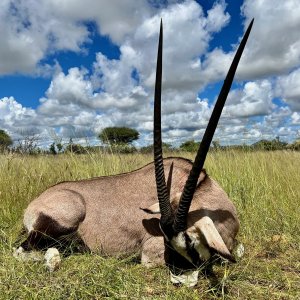 Oryx with Zana Botes Safari