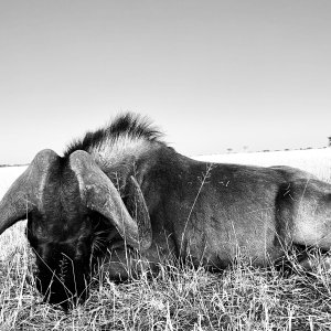 Black Wildebeest with Zana Botes Safari