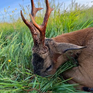 Roe Deer Hunt England