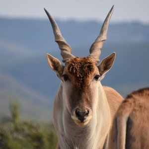 Eland South Africa