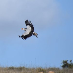 Secretarybird South Africa