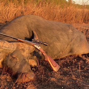 Asian Water Buffalo Hunt