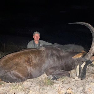 47.25 Inch Sable Hunt Zambia