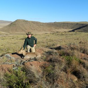 Beautiful Environment Mountain Reedbuck