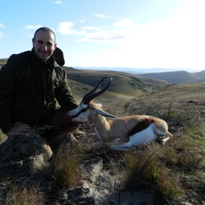 South African Springbok