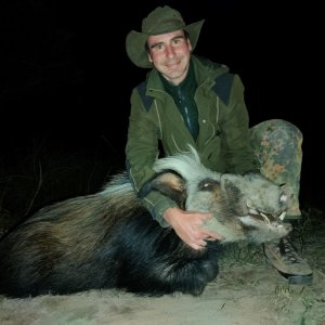 Huge Bushpig Boar